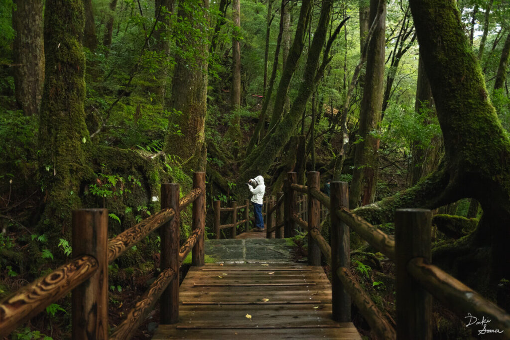 ヤクスギランドの遊歩道で写真を撮影する観光客