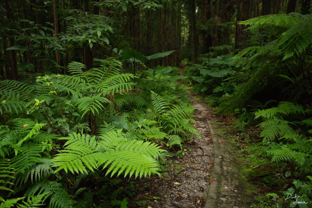 シダ植物が群生する遊歩道