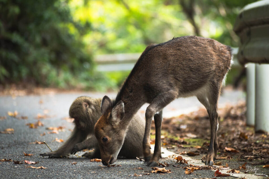 道路で食べ物を探すヤクシマザルとヤクシカ