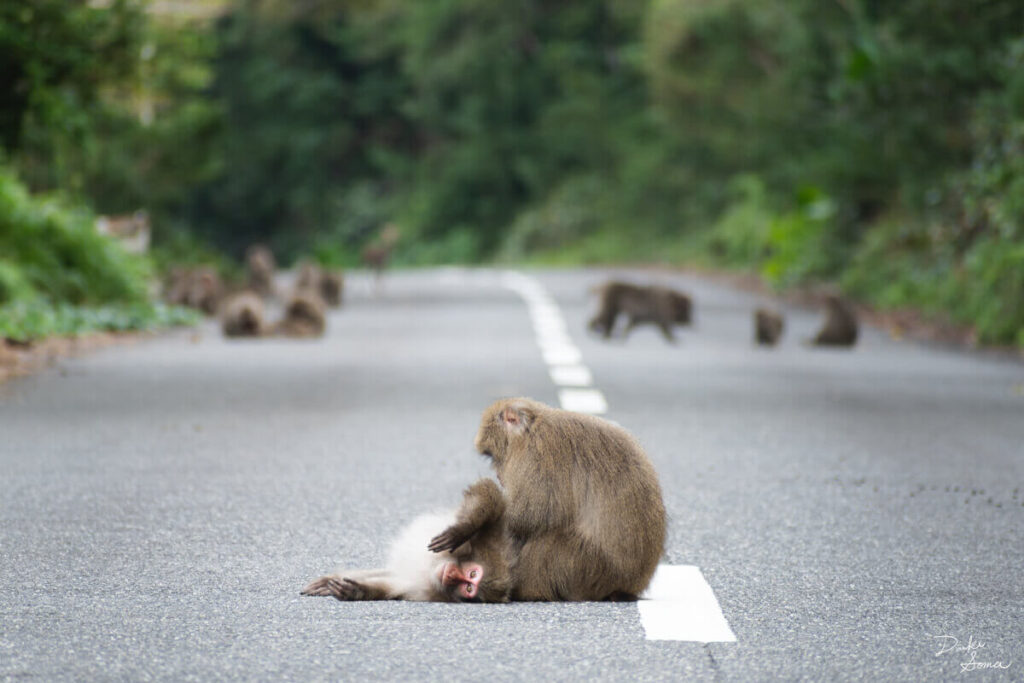 道路の中央で毛繕いをする2頭のヤクシマザル