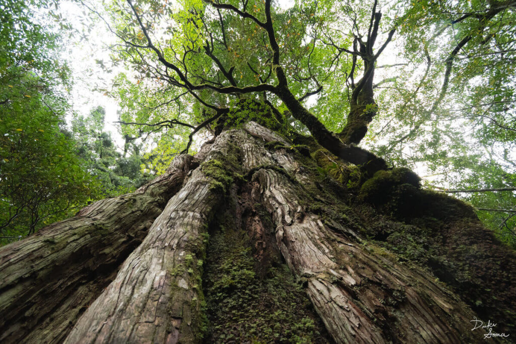 紀元杉の根本から見上げた景色