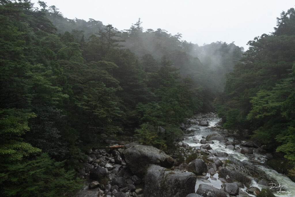 雨が降って勢いを増す川と、霧がかった森林