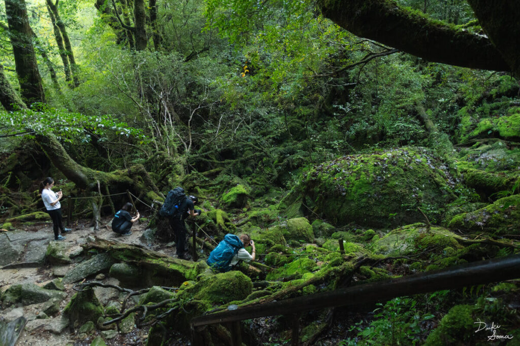 一面緑に覆われた苔むす森を撮影する登山者たち