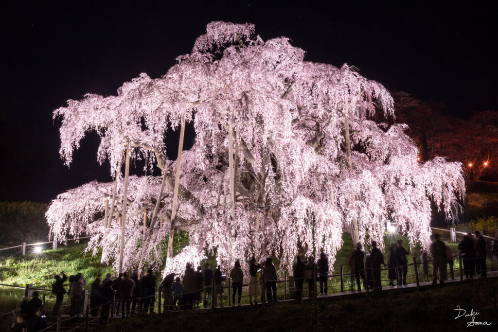 ライトアップされた大きな夜桜