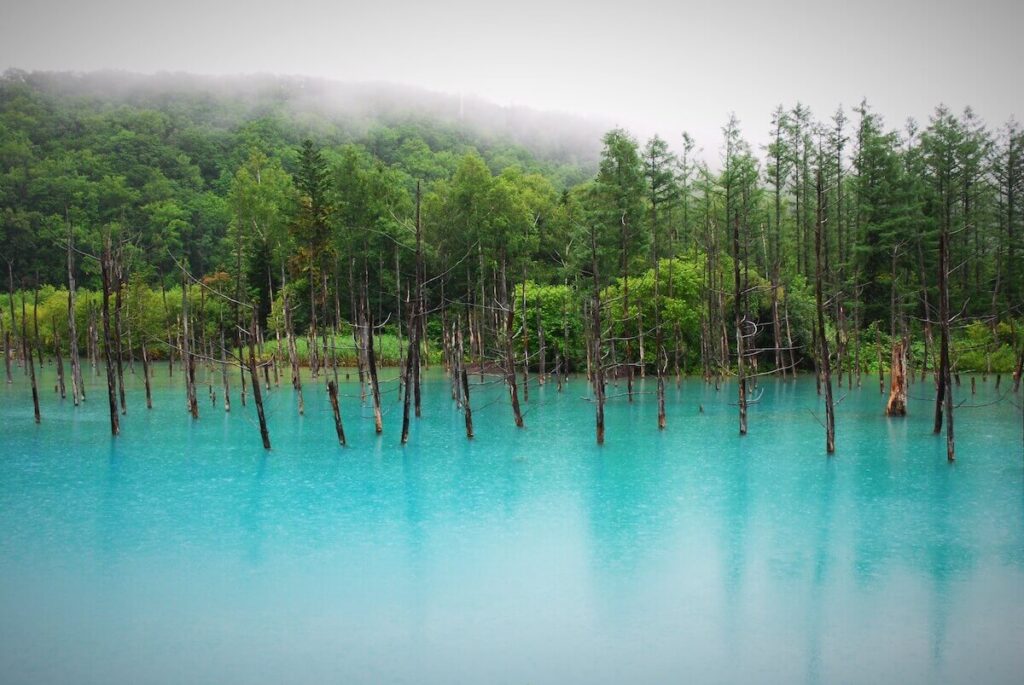 青い池の中に立つ無数の枯れ木