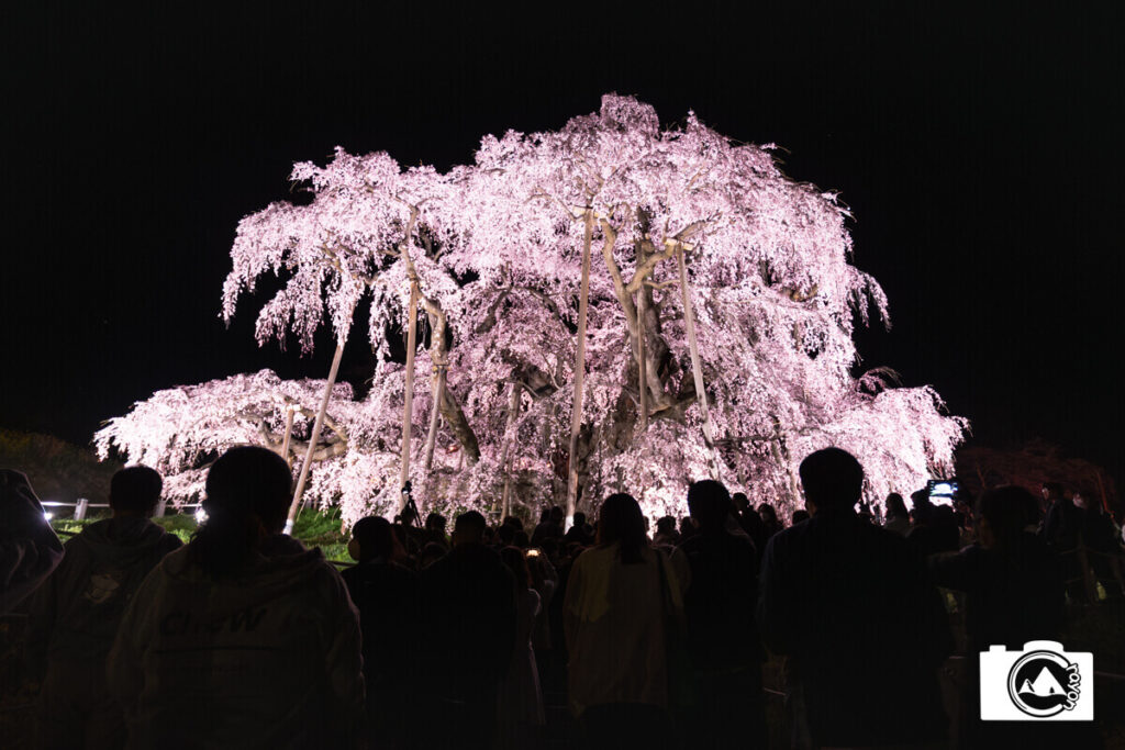 夜桜と鑑賞する人々