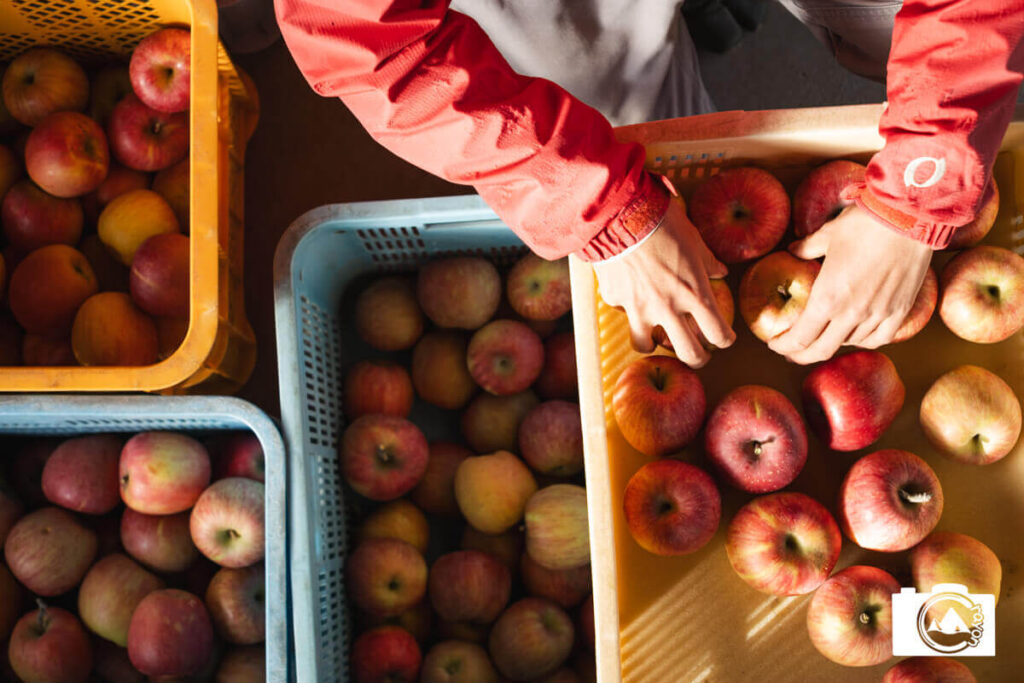 収穫したりんごを仕分ける人の手