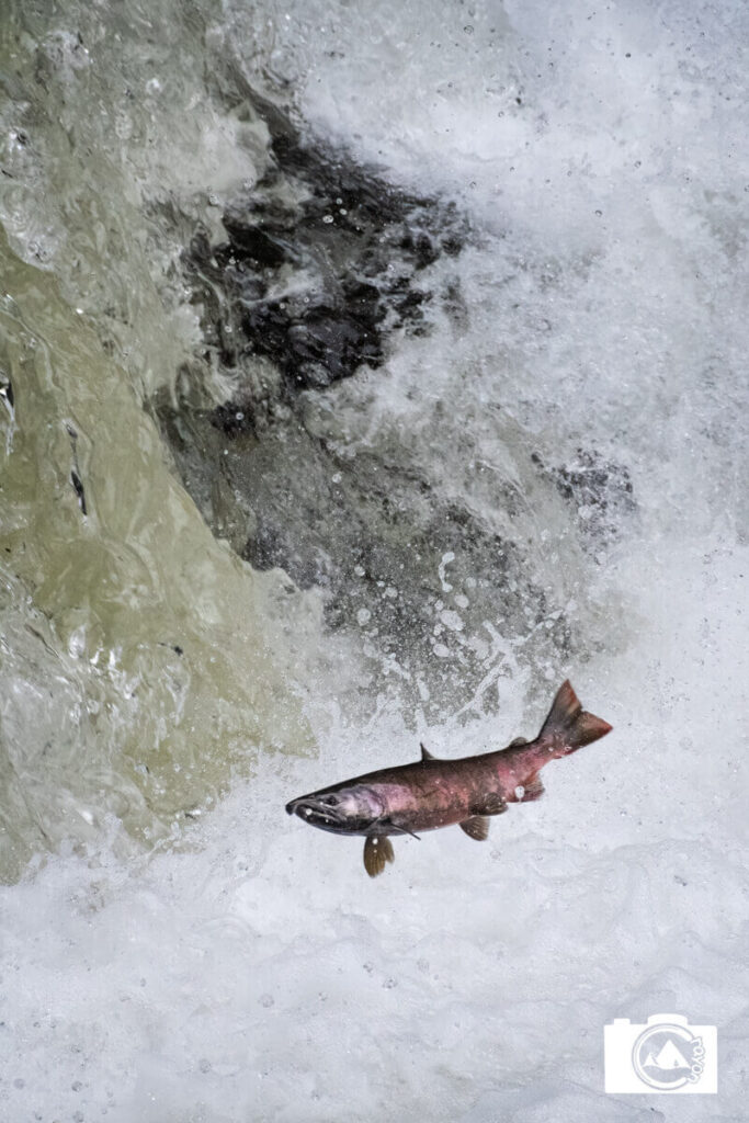 激流を遡上するサクラマス