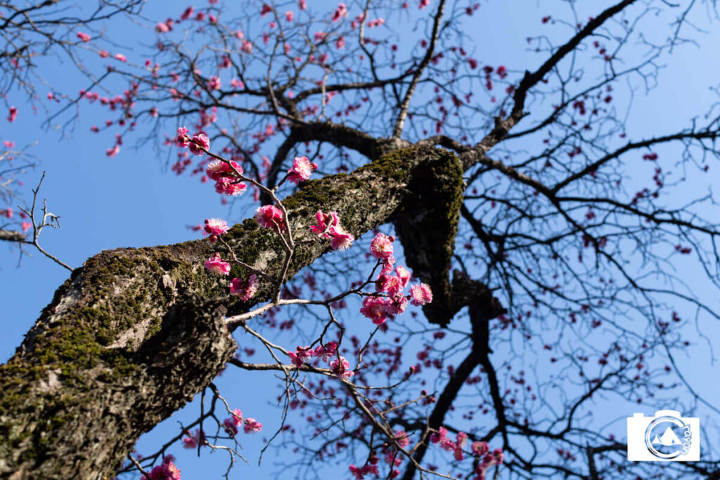 【F値によるボケ感の変化】比較写真②