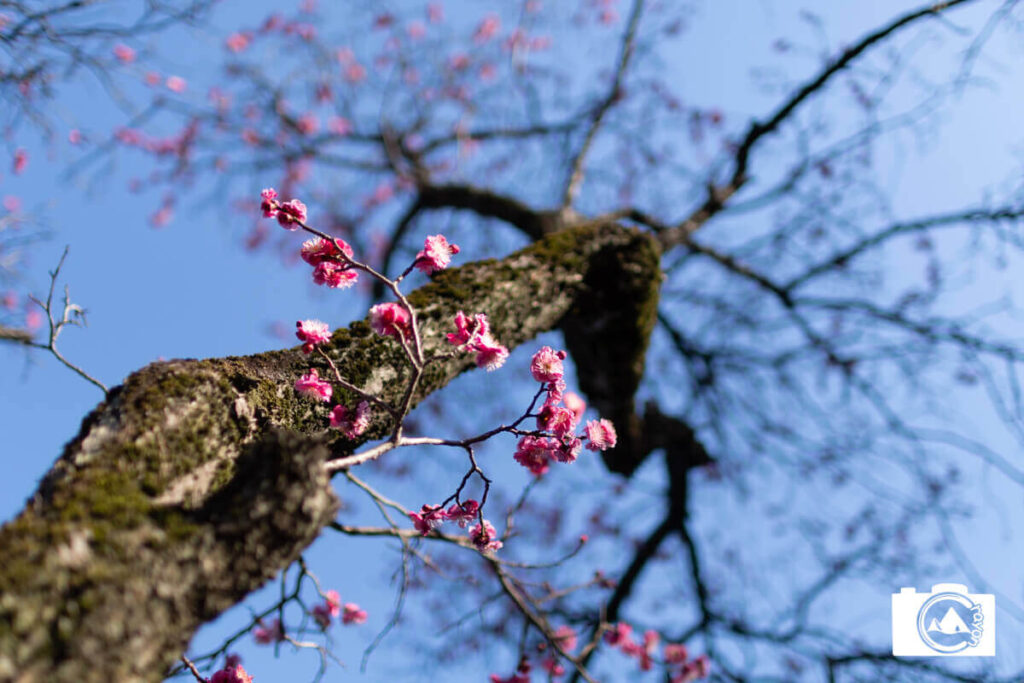 【F値によるボケ感の変化】比較写真①