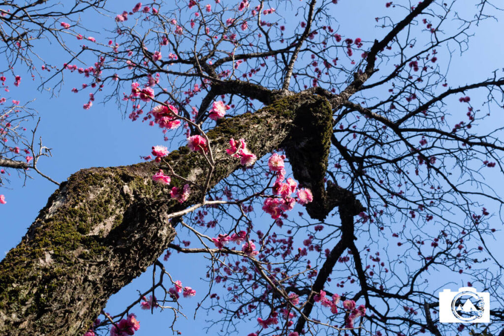 【F値によるボケ感の変化】比較写真④