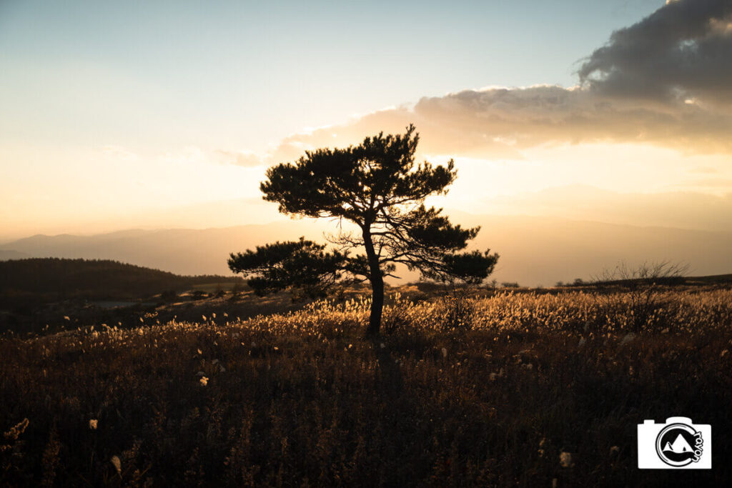 夕暮れ空に映る木のシルエット