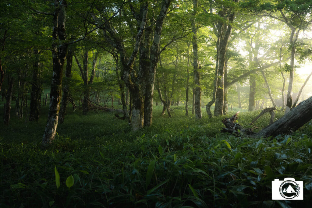 朝日が差し込む静寂な森