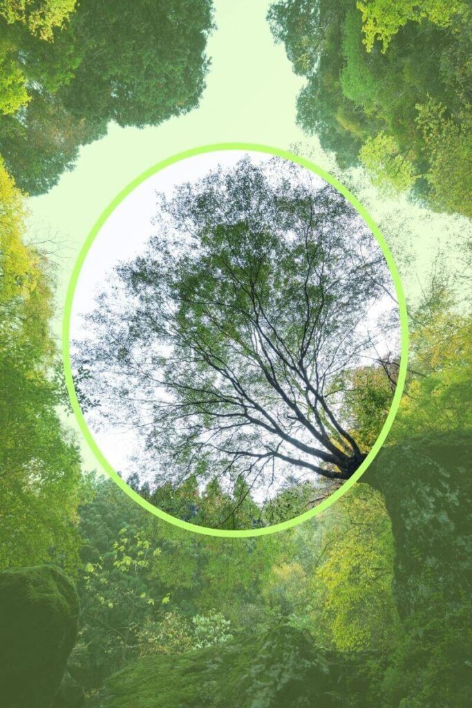 額縁構図イメージ③