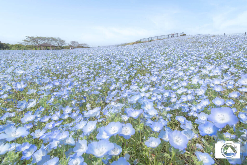 一面に広がるネモフィラ畑
