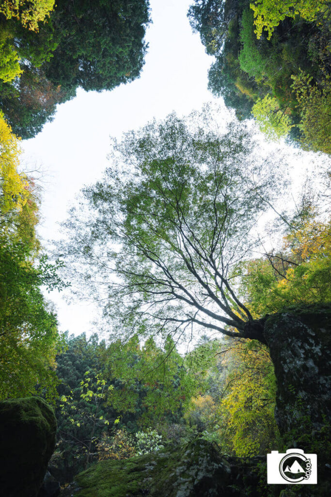 司法を木々に囲まれた1本の大木