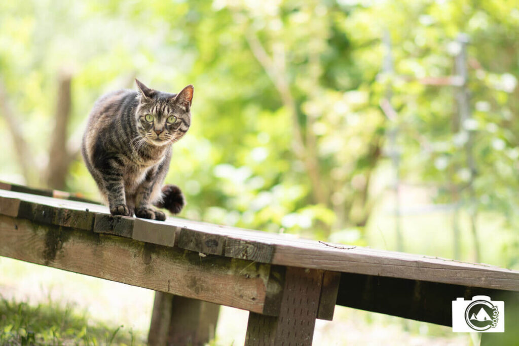ベンチの上に立ってこちらを見つめる猫