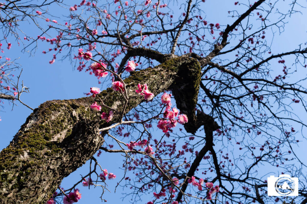 【F値によるボケ感の変化】比較写真③