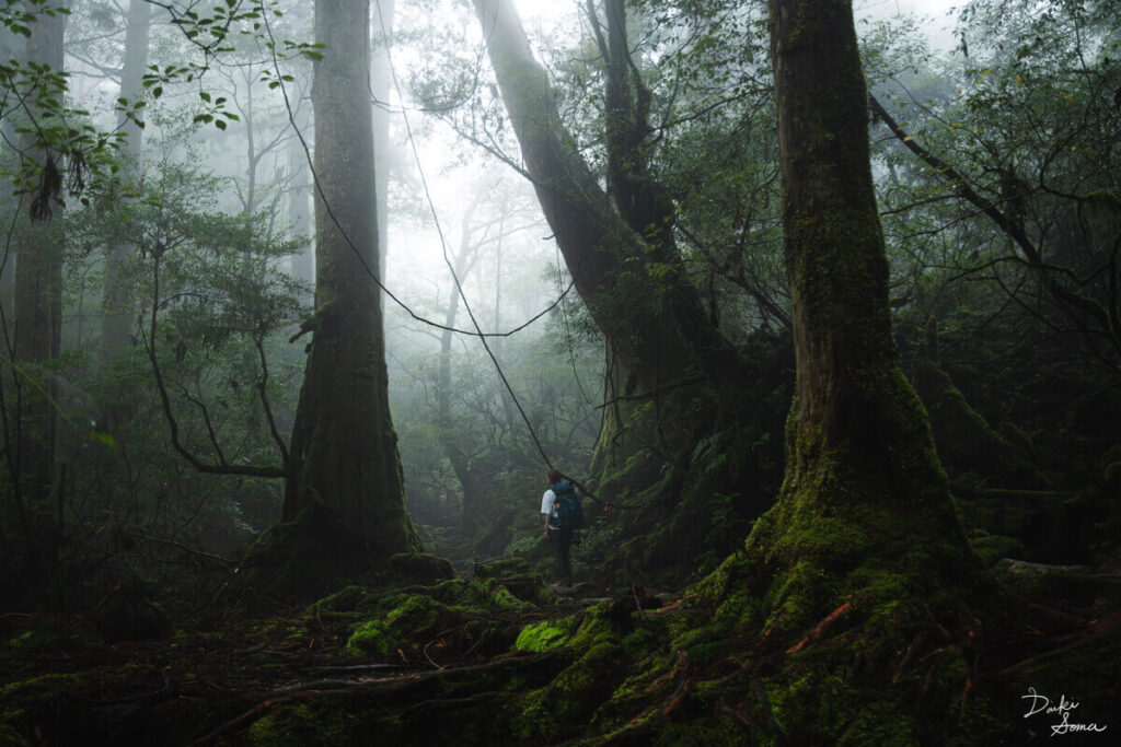 環境省×東京カメラ部　日本の国立公園フォトコンテスト2025　入賞作品「魅惑の森」