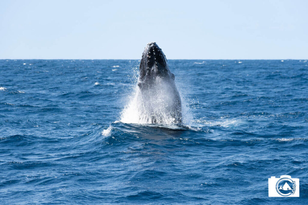 海上に勢いよくジャンプするクジラ