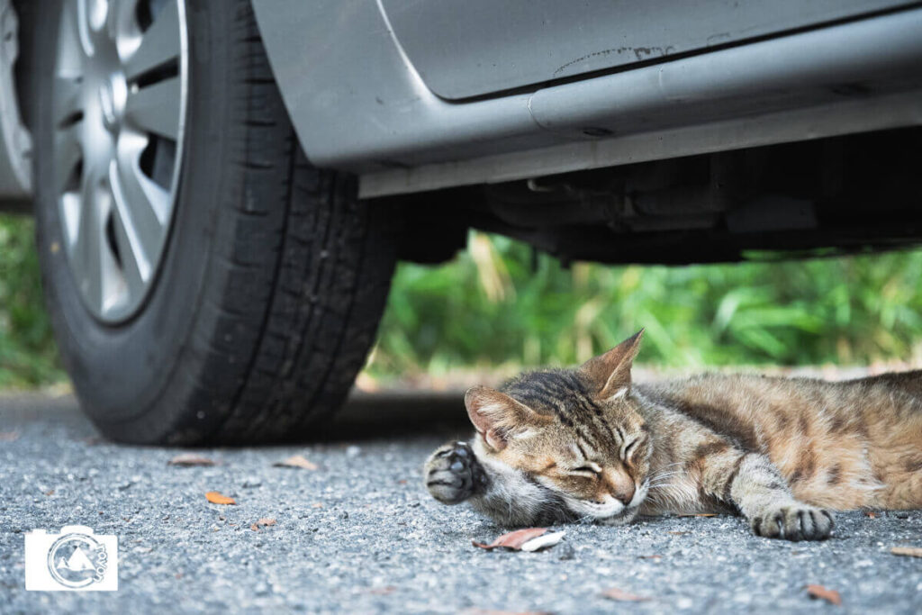 車の下でお昼寝する猫