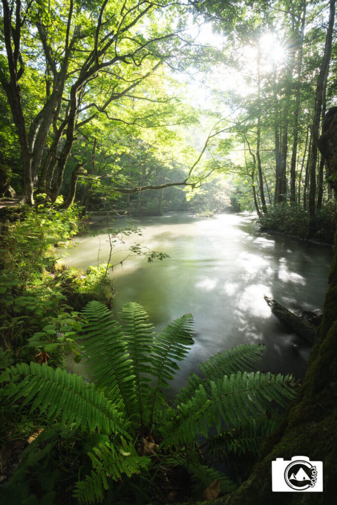 陽が差し込む緑豊かな渓流