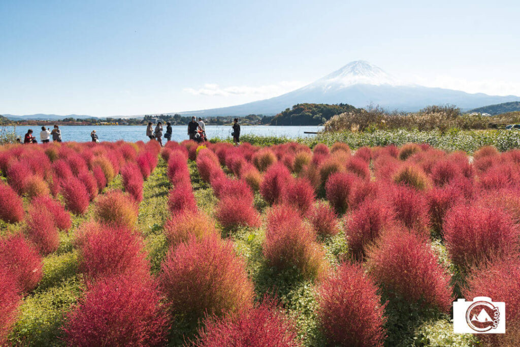 コキアが一面に広がる秋の大石公園