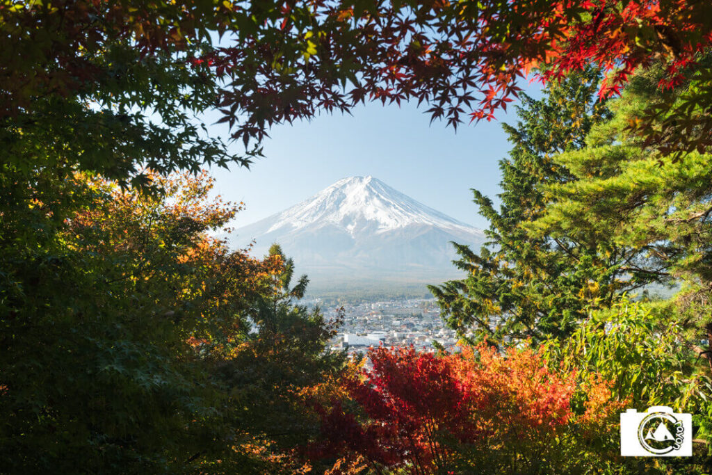 枝葉に包まれた富士山