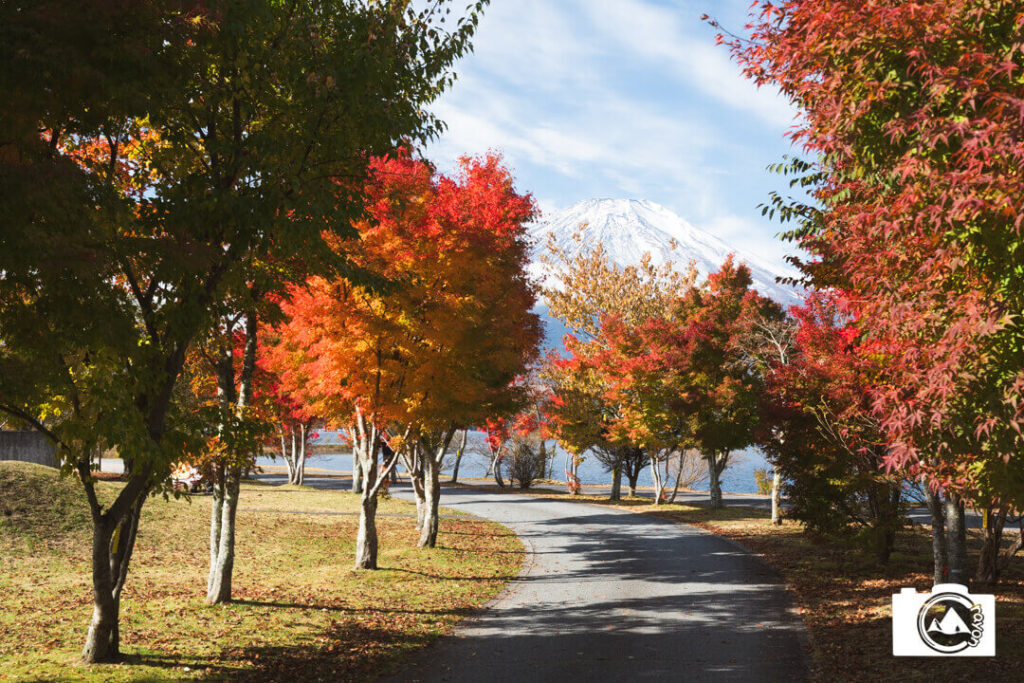 紅葉が美しいプロムナード