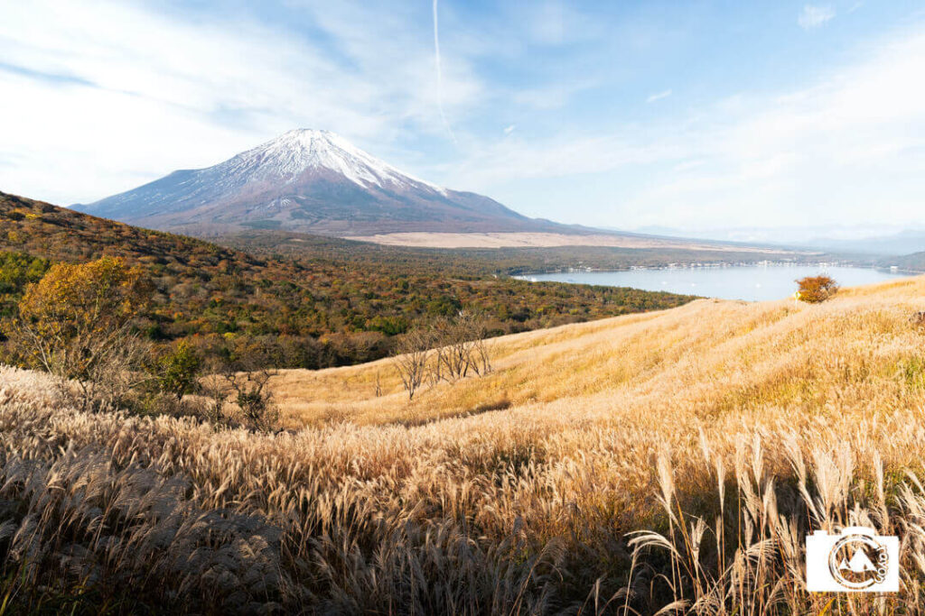 黄金色に輝くすすきの草原越しに見る富士山と山中湖