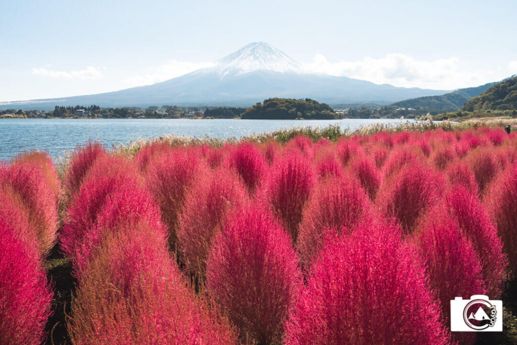 紅葉したコキア越しにみる河口湖と富士山