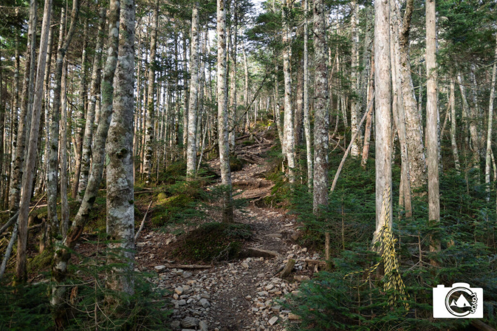 針葉樹の中を進む登山道